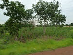 18369P1000205.JPG