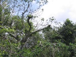 1051551-forest-remanant-degraded-closelook.gif