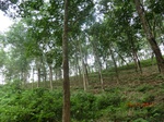 52997CIMG4076_调整大小.JPG