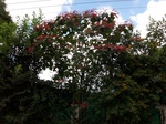 5540100_0919.JPG
