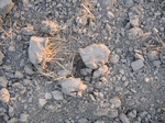 10377vp-066-Fallow farm-winter wheat-a.jpg