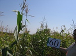 10286060-Irrigated (Surface water) maize-b.jpg