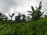 45508CIMG2593.JPG