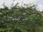 49676CIMG6013.JPG