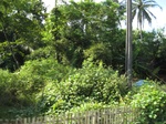 15965IMG_4516.JPG