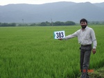133690383b-irrigated-supplemental-tank-rice-doublecrop.gif