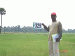 131770325c-rainfed-agriculture-rice.gif