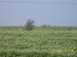54528SAM_1570.JPG