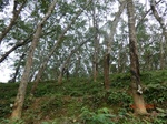 52804CIMG4683_调整大小.JPG