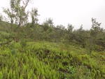 50272DSC02074.JPG