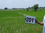 127290201a-irrigated-canal-rice.gif