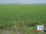 131910330b-irrigated-canal-rice.gif