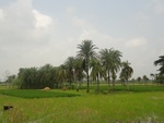 26020DSC00930.JPG
