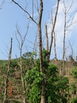 53492CIMG6829.JPG