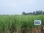 128650243b-irrigated-supplemental-groundwater-sugarcane.gif