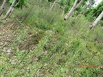 53450CIMG6783.JPG