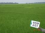 75160337b-rainfed-agriculture-rice.jpg