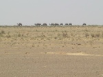 36732CIMG0501.JPG