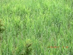 34795CIMG2626.JPG