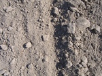 8169vp-054-Irrigated (Surface water) winter wheat-a.jpg