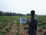 132730356a-rainfed-agriculture-cotton.gif