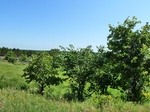 21648P1010474.JPG