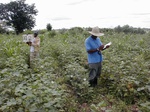 12055GT312_cotton_et_al.JPG