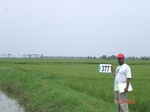 133460377b-irrigated-canal-rice.gif