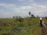 12334GT231_grassy_wetland.JPG