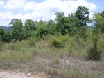 33585RIMG0250.JPG