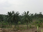 50700CIMG1329.JPG