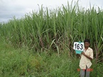 125990163b-irrigated-supplemental-groundwater-mixedcrop-soyabean-sorghum-sugarcane.gif