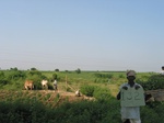 9846gt0132b-cultivated-rainfed-irrigated-chilli-cotton.gif