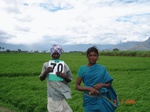 6341070a-irrigated-canal-major-rice-dominant-with-sugarcane-doublecrop.jpg