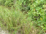 55080Berau (399).JPG