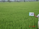 132530349b-irrigated-supplemental-tank-rice-doublecrop.gif