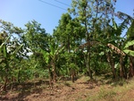31468CIMG1332.JPG