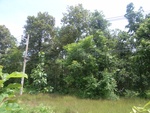 33625RIMG0290.JPG