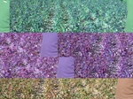 11434007-irrigated-wheat-sw-1a.jpg