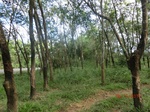 52753CIMG4465_调整大小.JPG