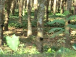31250CIMG1112.JPG