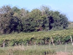 57975IMG_0938.JPG