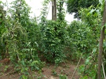 18265P1000101.JPG