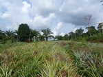 25175P1020015.JPG