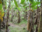 1175013-plantation-banana-b.jpg