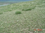 275912002-C1-1.JPG