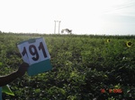 126960191a-rainfed-agriculture-mixedcrop-millet-dominant-soyabean.gif