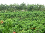 34780CIMG2611.JPG