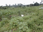 12289GT190_Cassava_1stYear.JPG