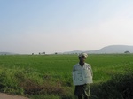 9849gt0134b-cultivated-irrigated-rice-large-area.gif